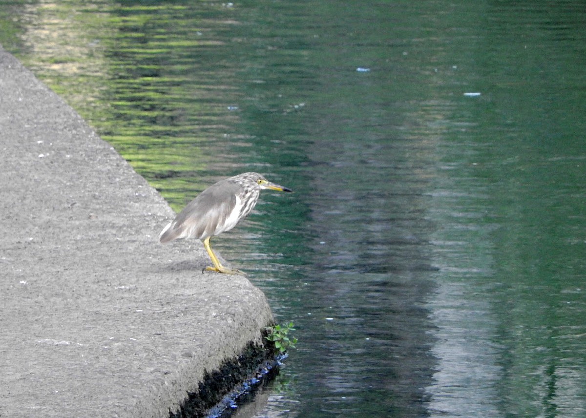 Chinese Pond-Heron - ML90506151