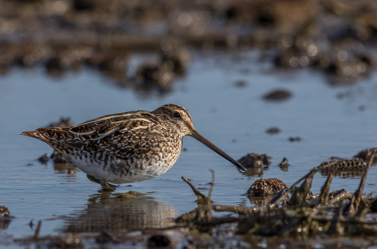 Wilson's Snipe - Jeff Timmons