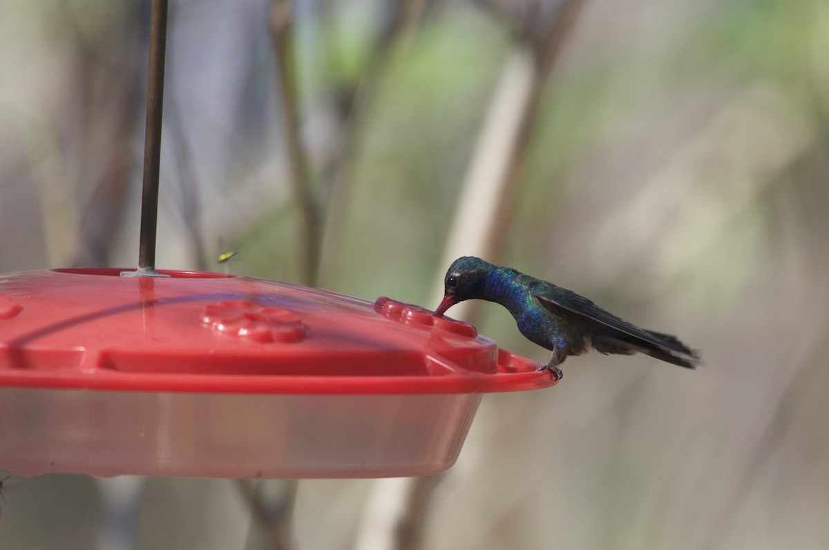 Turquoise-crowned Hummingbird - ML90507201