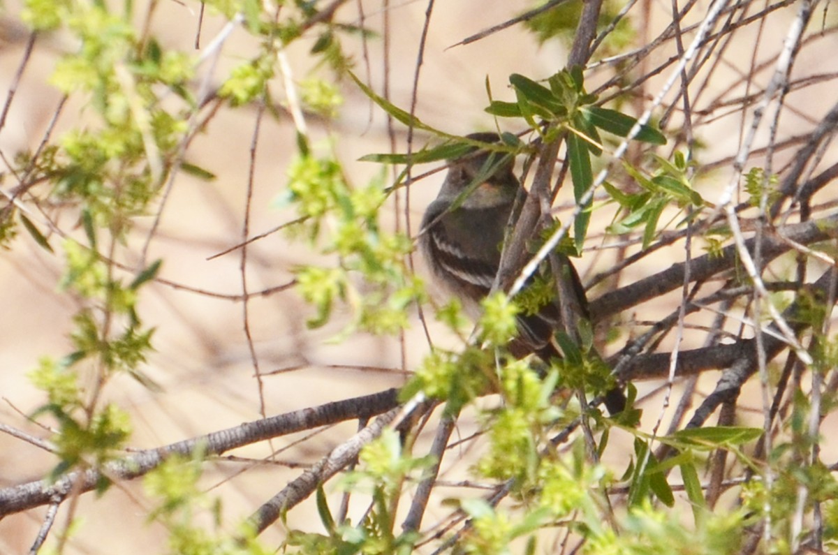 Dusky Flycatcher - ML90511451