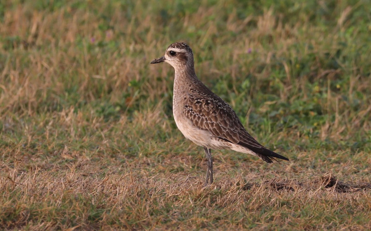 American Golden-Plover - James Rieman