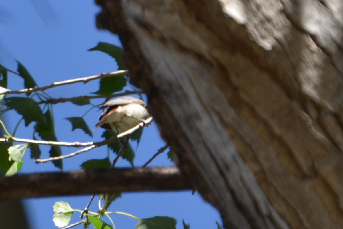 Lucy's Warbler - ML90515991