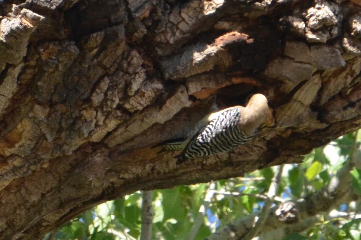 Gila Woodpecker - ML90516171