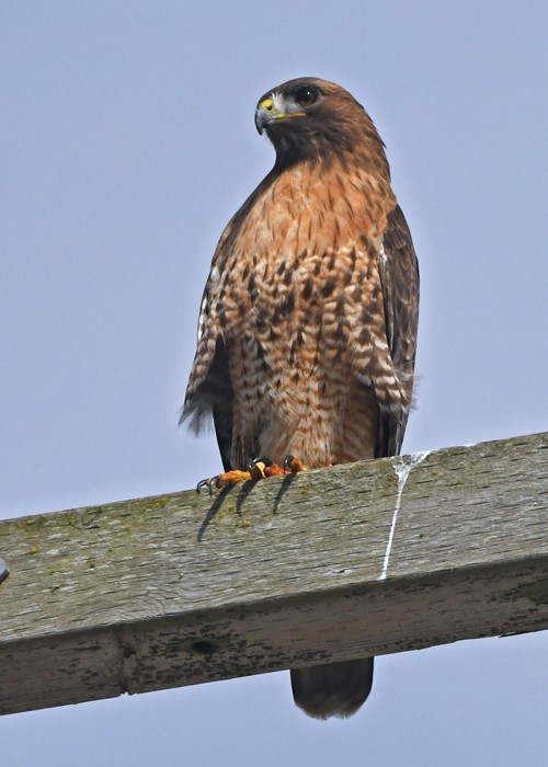 Red-tailed Hawk - MJ OnWhidbey