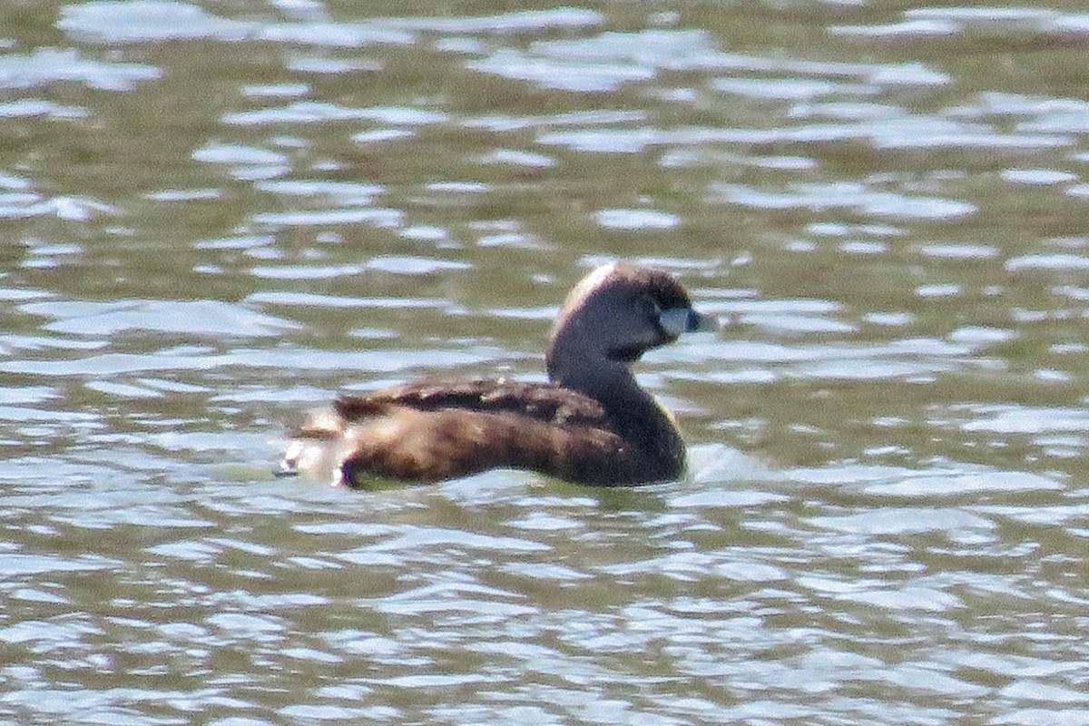 Pied-billed Grebe - ML90517121