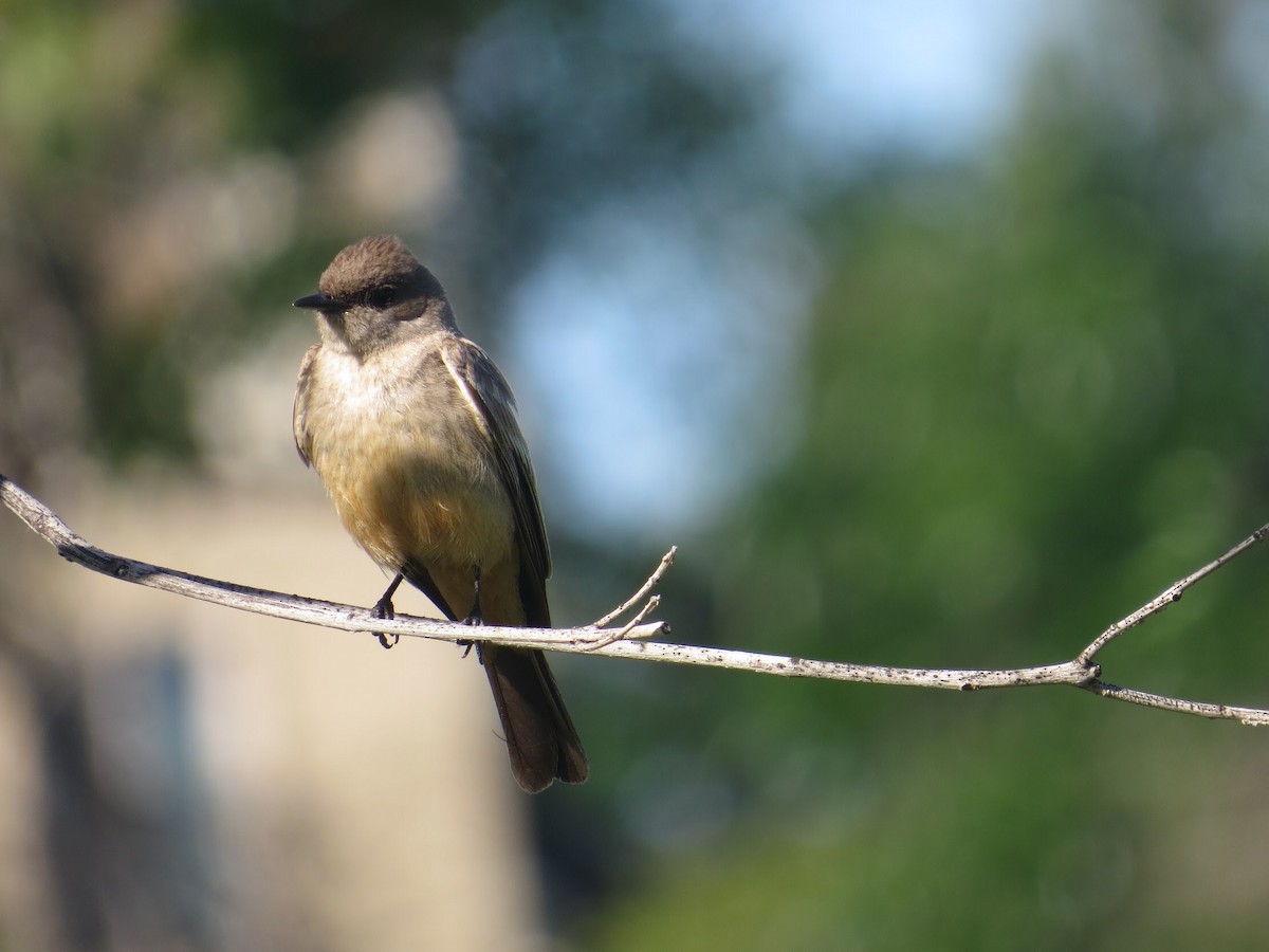 Say's Phoebe - ML90517481