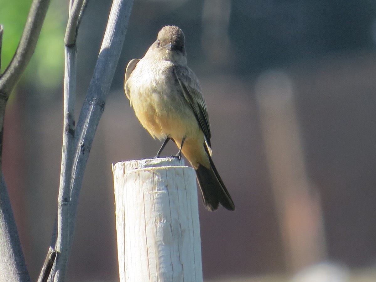 Say's Phoebe - ML90517501