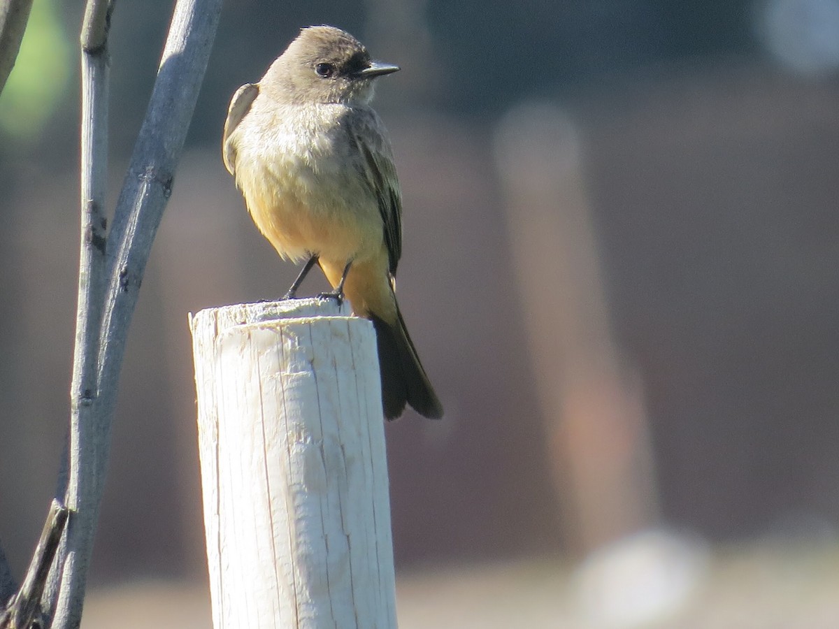 Say's Phoebe - ML90517511