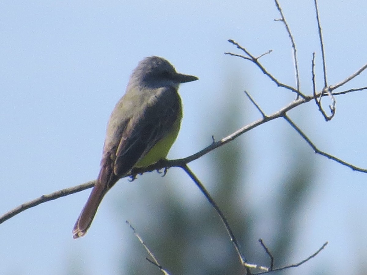 Tropical Kingbird - ML90517671