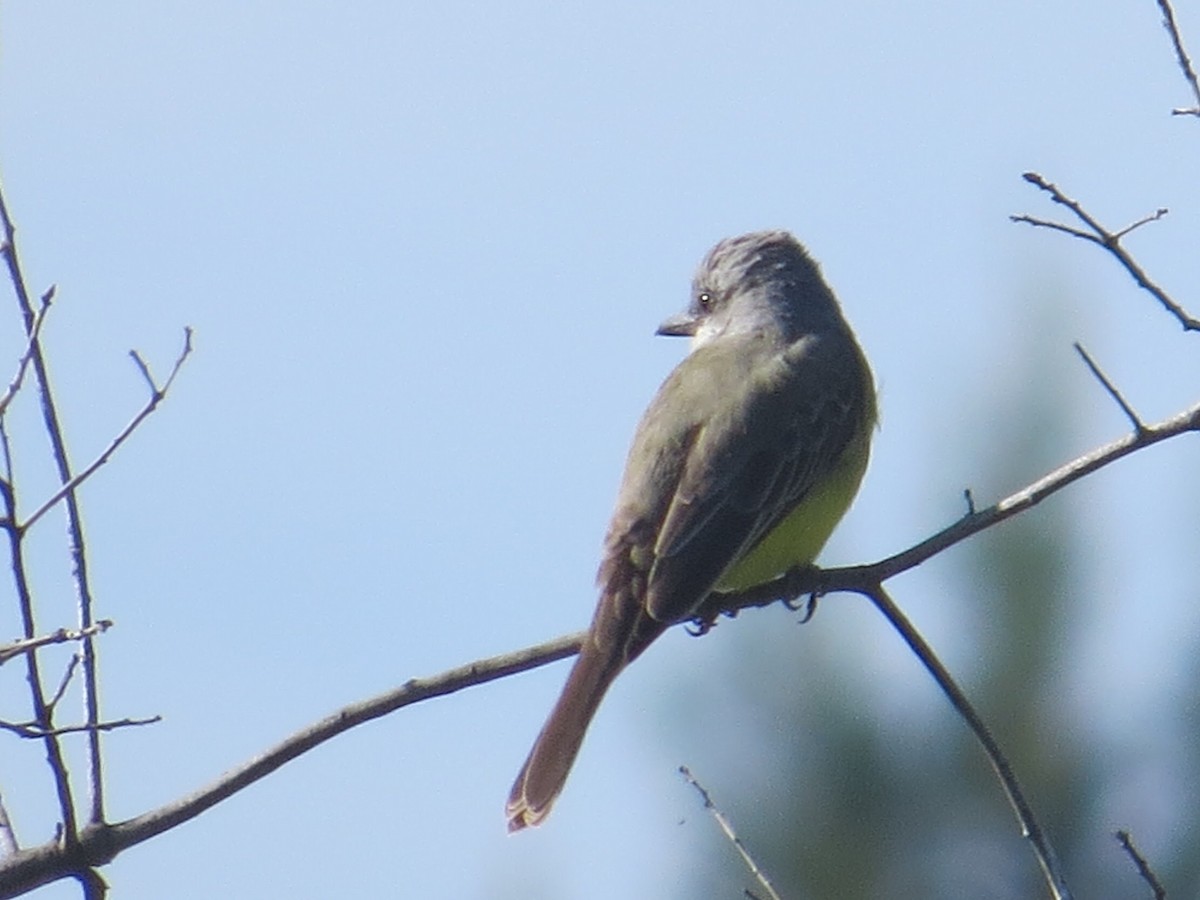 Tropical Kingbird - Shanna Campbell