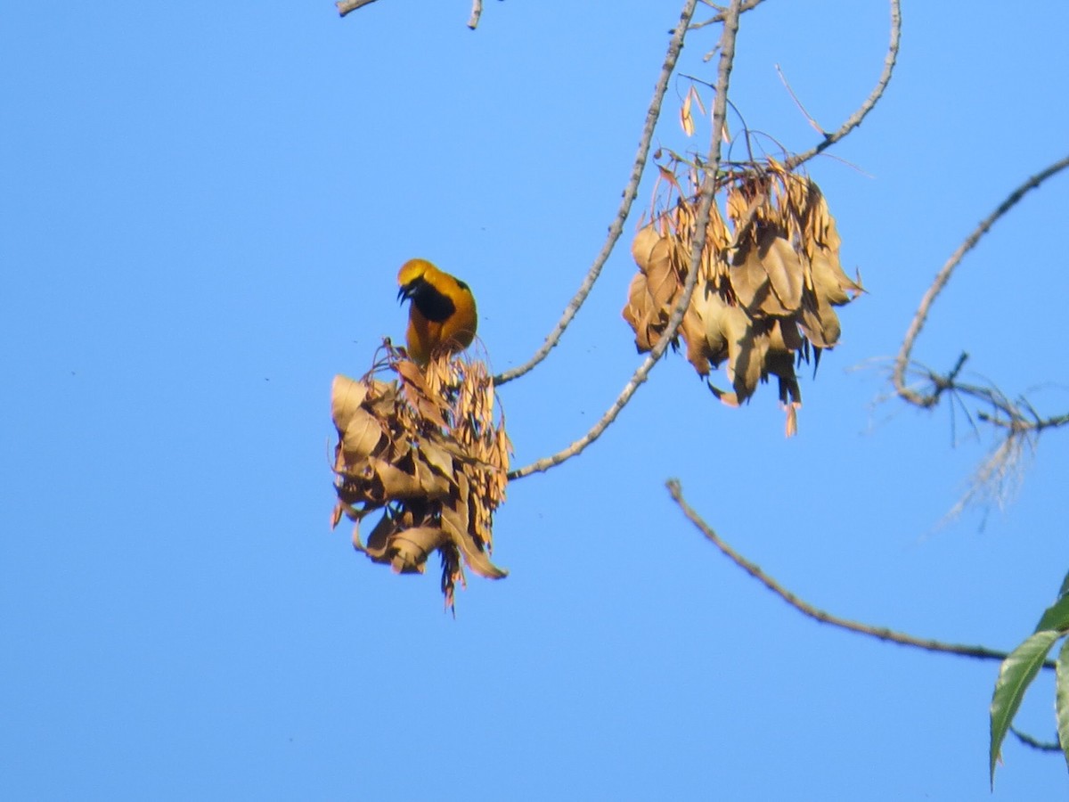 Oriole masqué - ML90518051