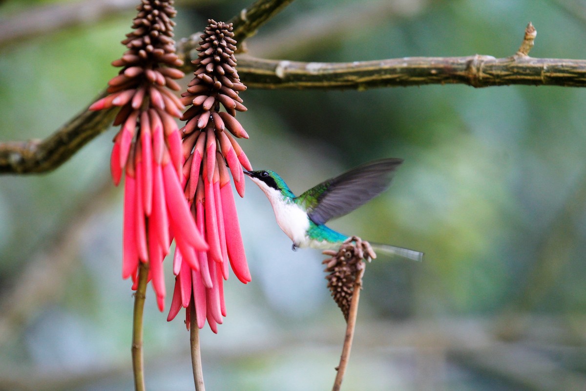 Purple-crowned Fairy - ML90520701