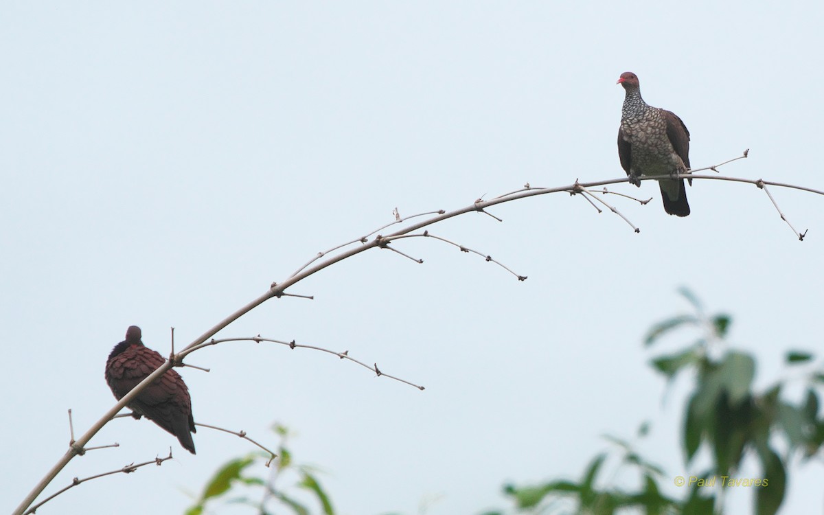 Pigeon ramiret - ML90522811