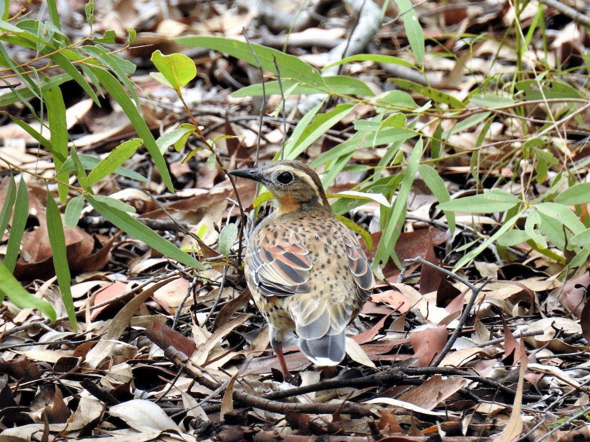 Spotted Quail-thrush - Sue Lee