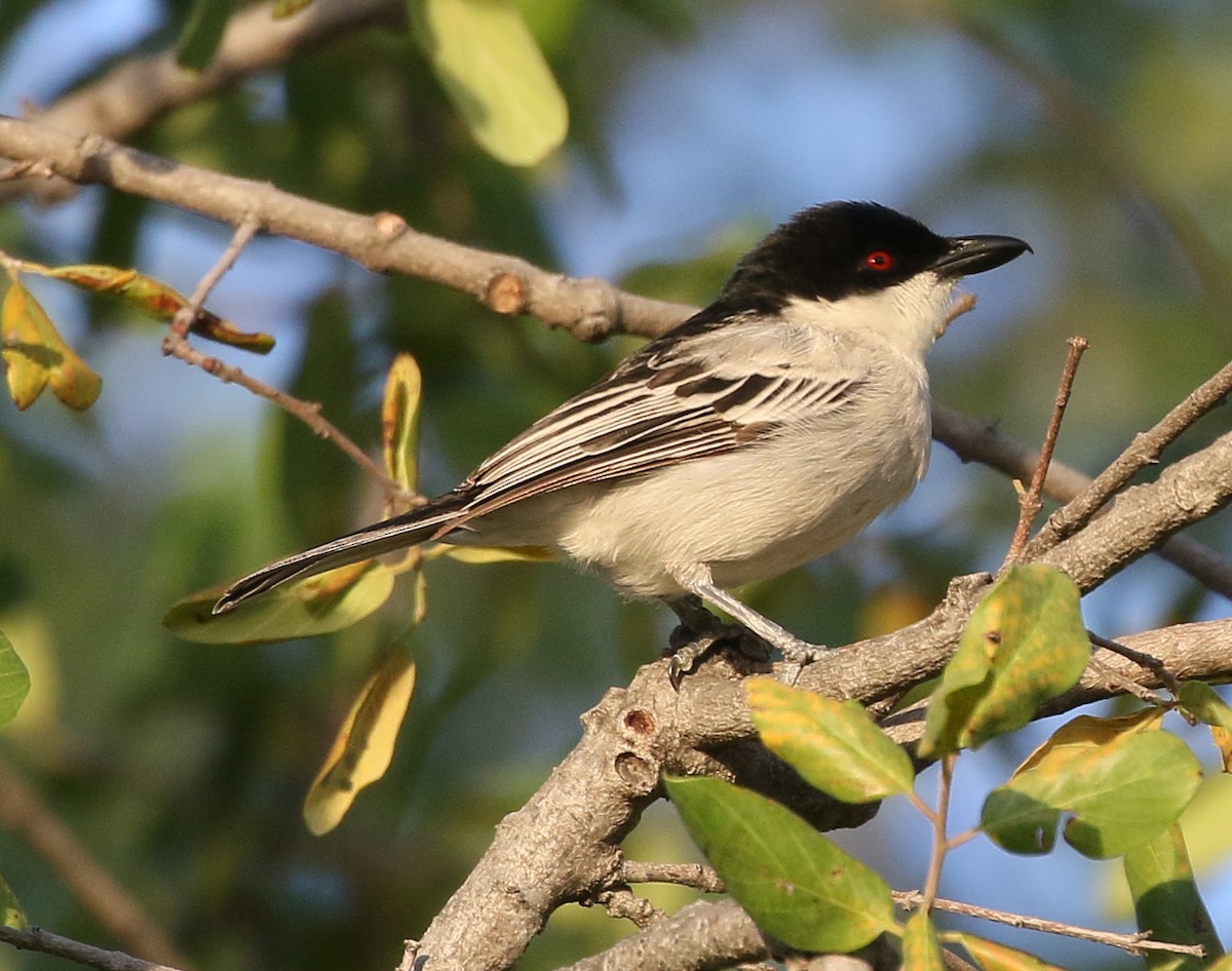Black-backed Puffback - Charlotte Byers