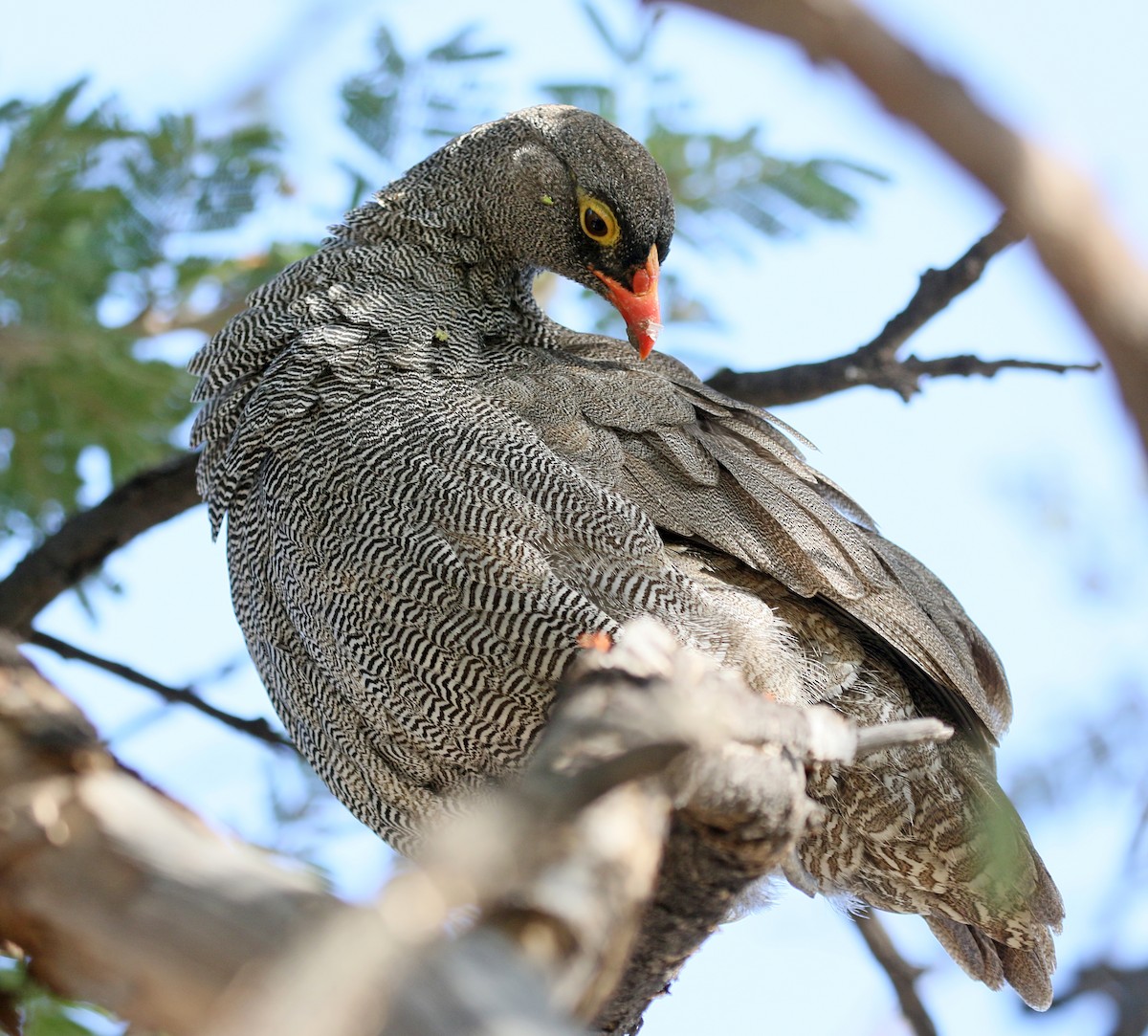 Red-billed Spurfowl - ML90527891