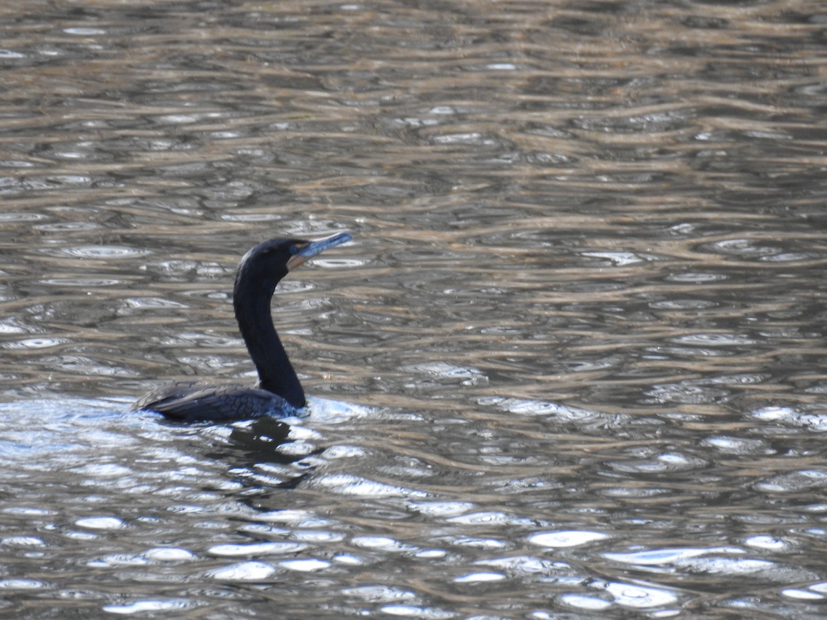 Double-crested Cormorant - ML90528211