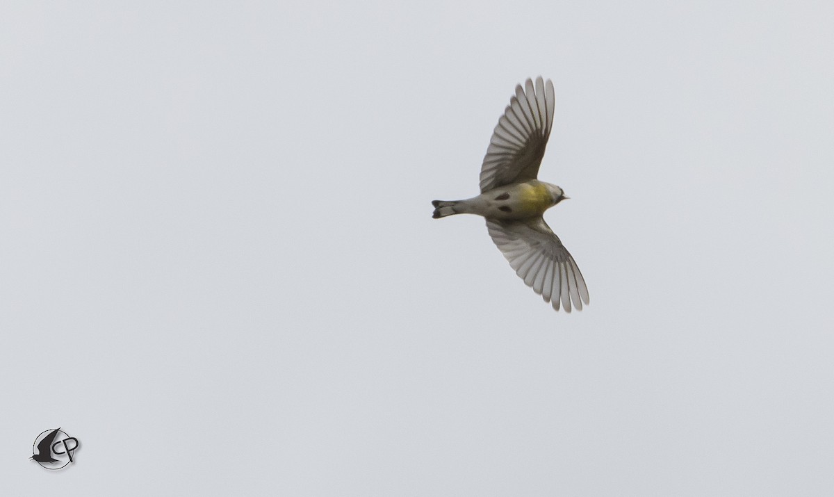 Lawrence's Goldfinch - ML90529261