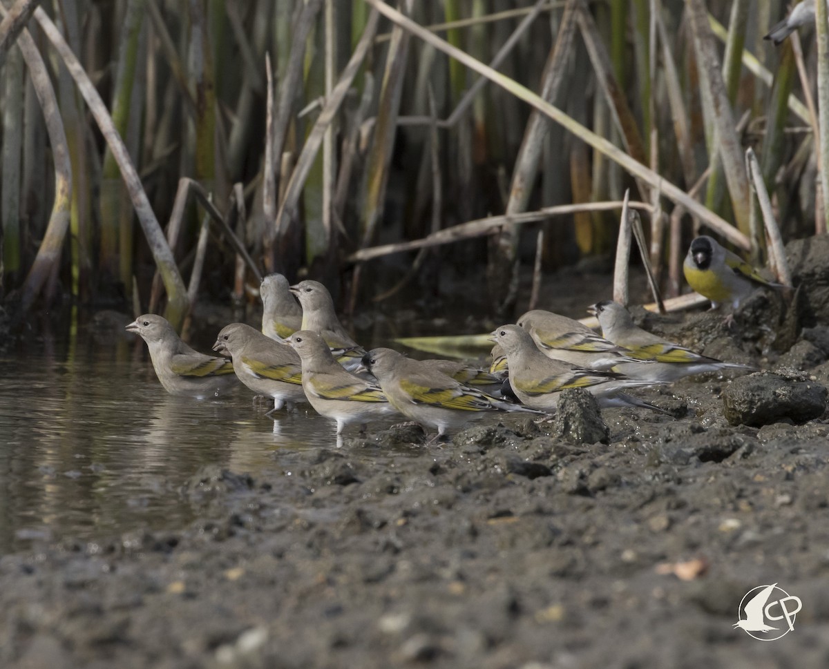 Lawrence's Goldfinch - ML90529291