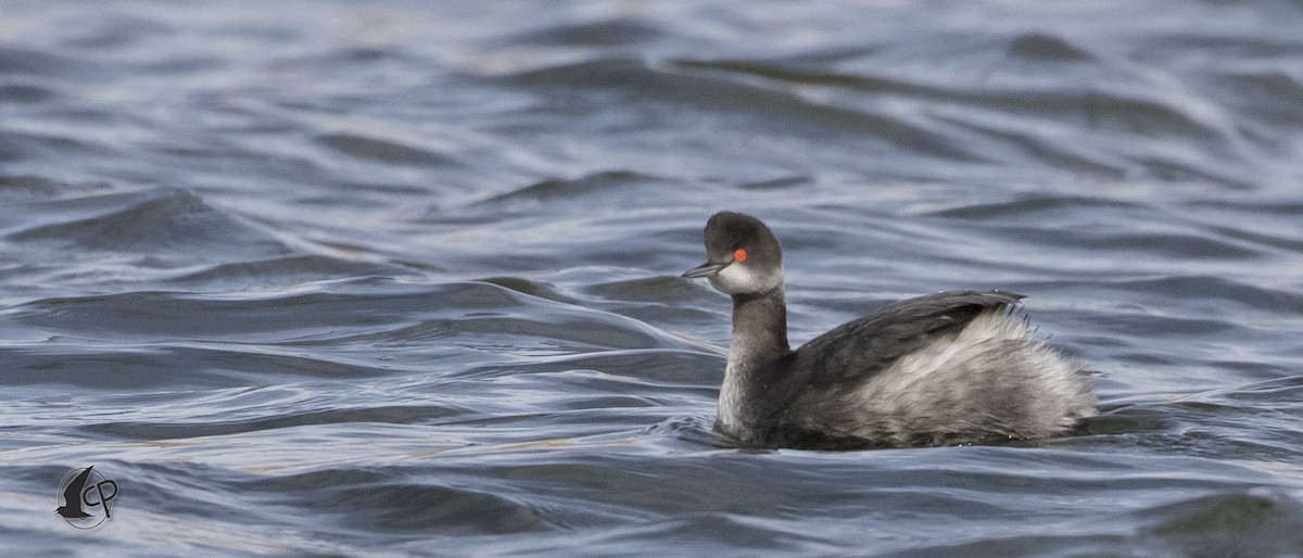 Eared Grebe - ML90530101