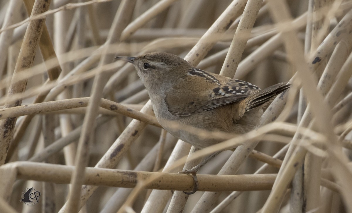 Marsh Wren (paludicola Group) - ML90530211