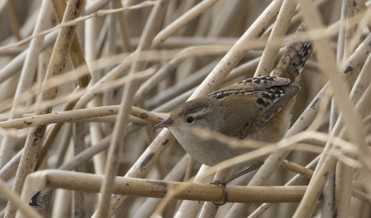 Marsh Wren (paludicola Group) - ML90530221