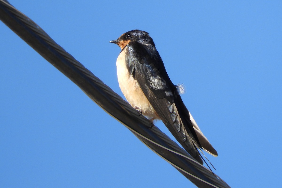 Barn Swallow - ML90532051