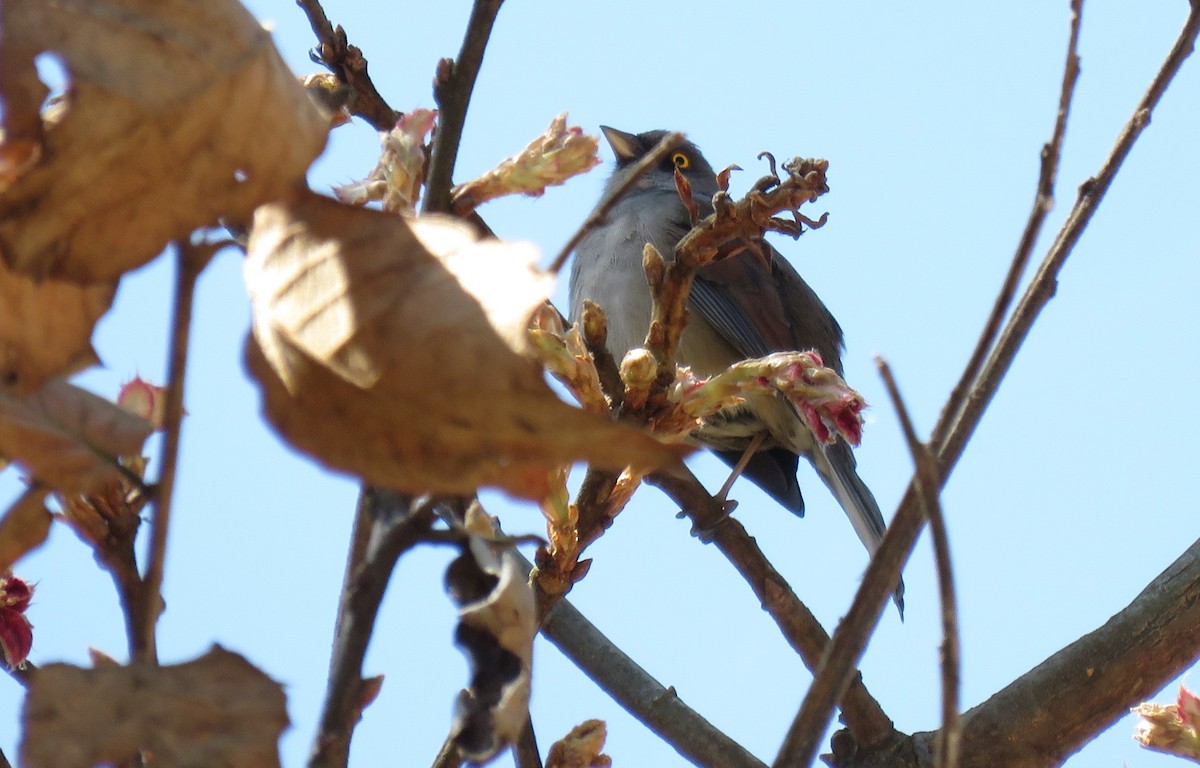 Yellow-eyed Junco - ML90533781
