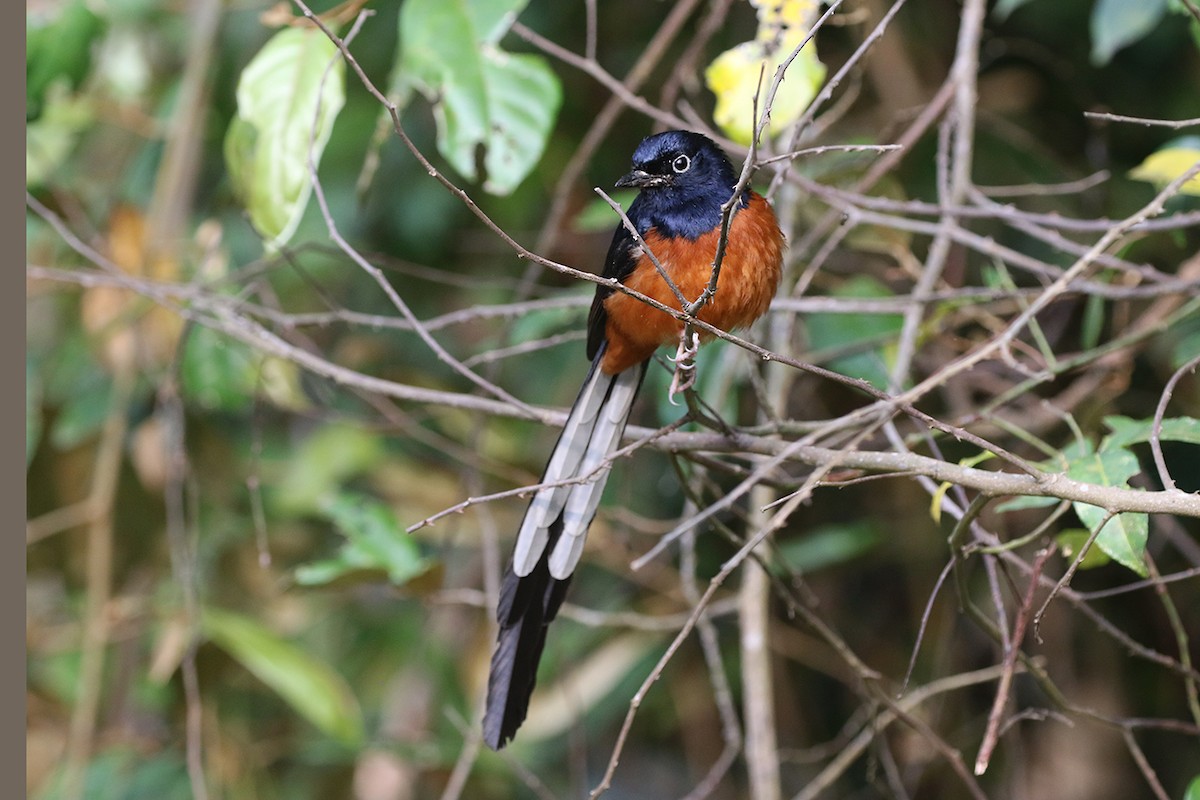 White-rumped Shama (White-rumped) - ML90534121