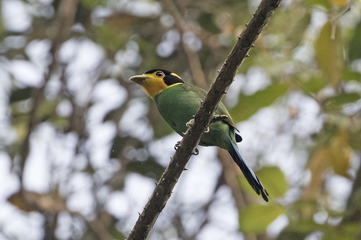 Long-tailed Broadbill - ML90534331