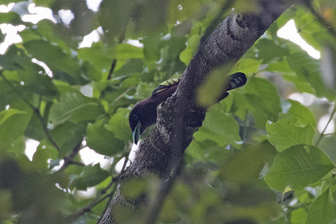 Banded Broadbill (Banded) - ML90534391