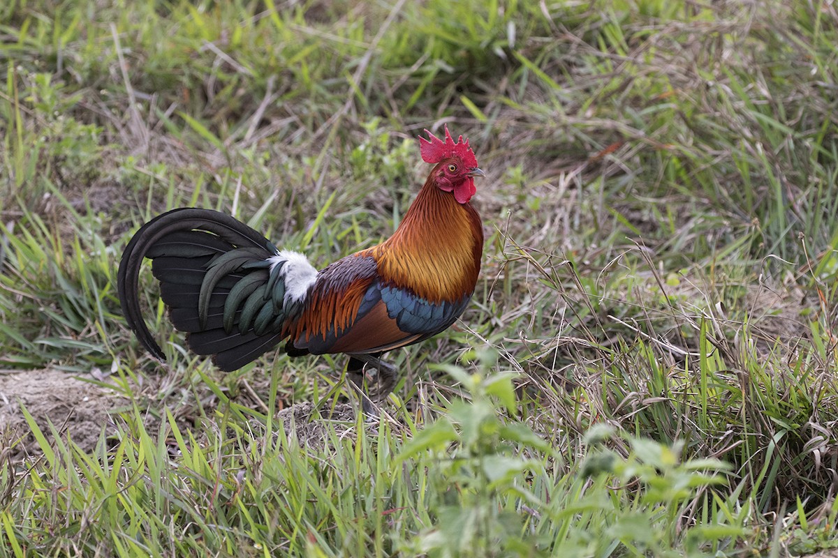 Red Junglefowl - ML90534521