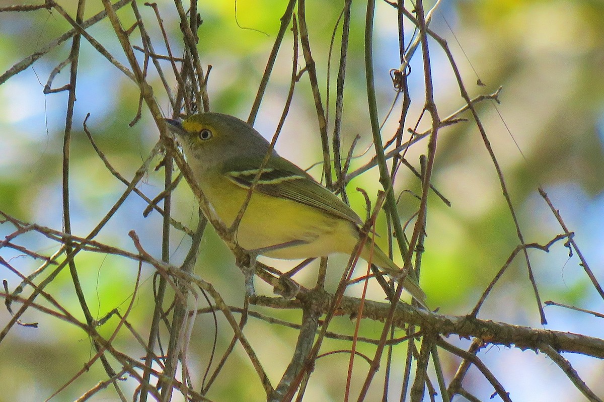 White-eyed Vireo - ML90535181