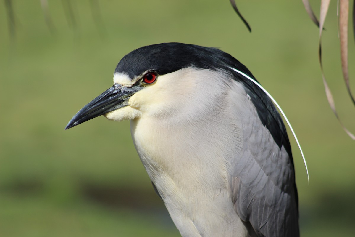 Black-crowned Night Heron - ML90536571