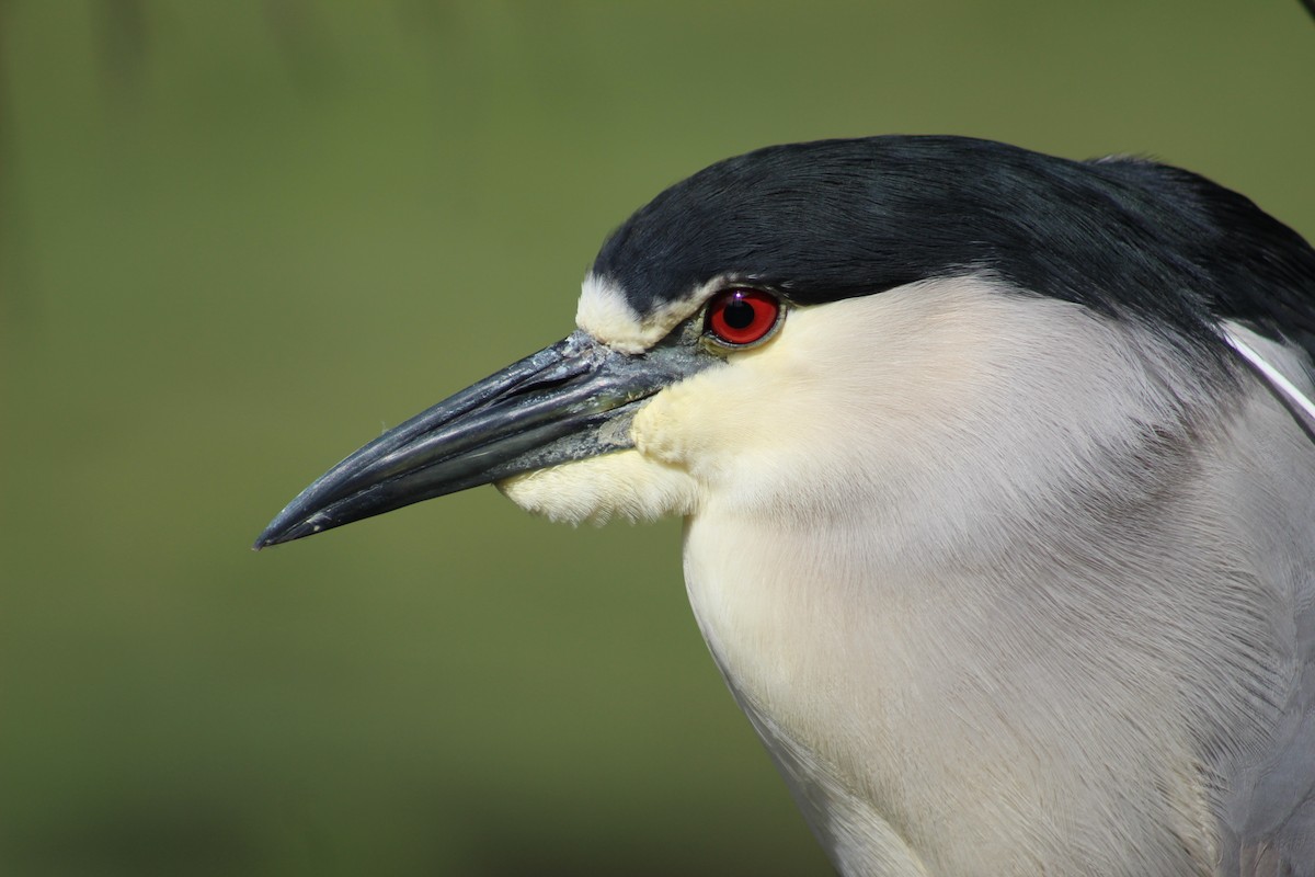 Black-crowned Night Heron - ML90536591