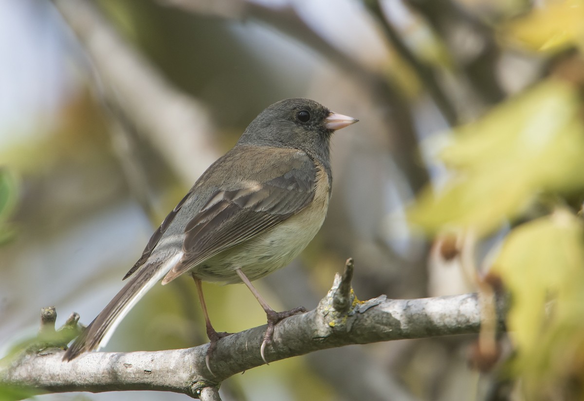 Dark-eyed Junco - ML90537501