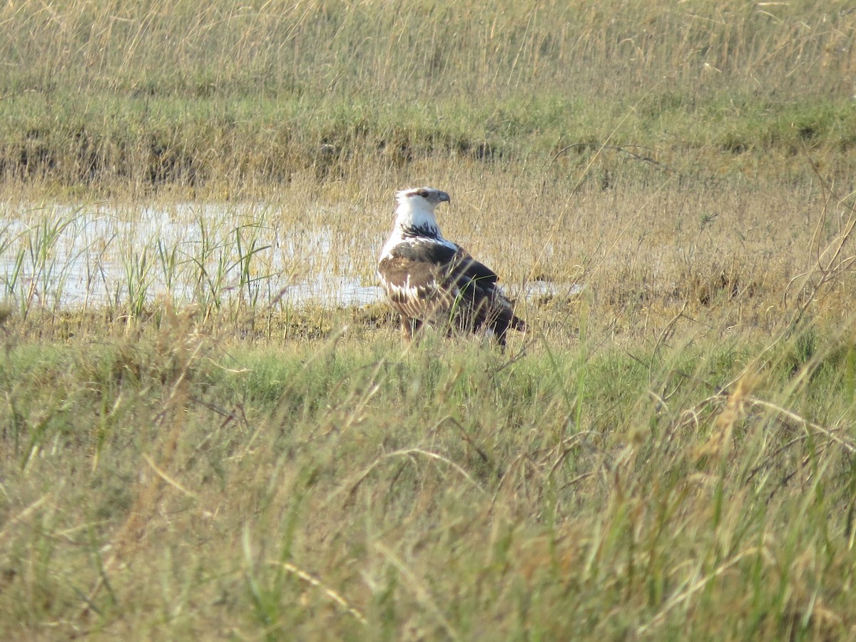 African Fish-Eagle - ML90537531