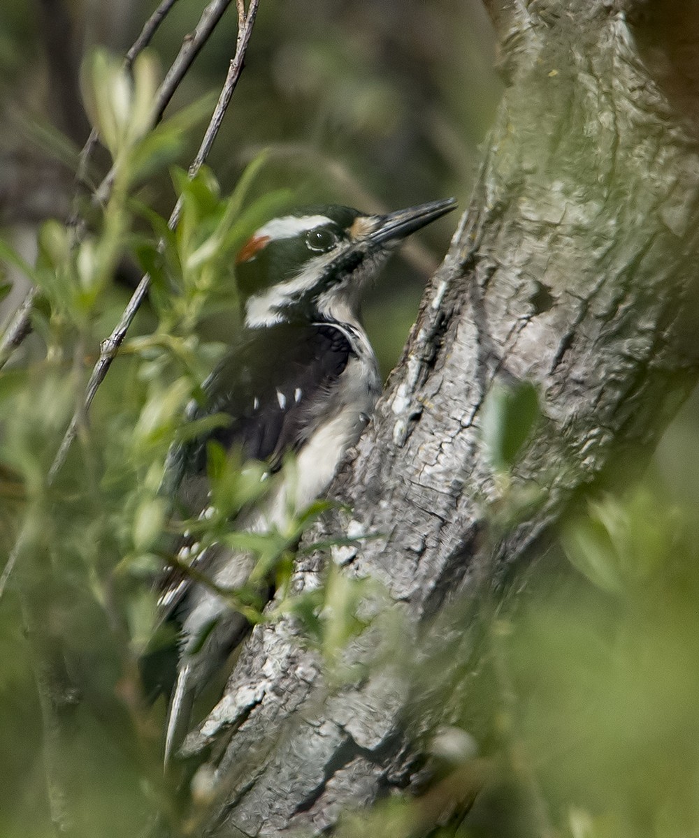 Hairy Woodpecker - Jerry Ting