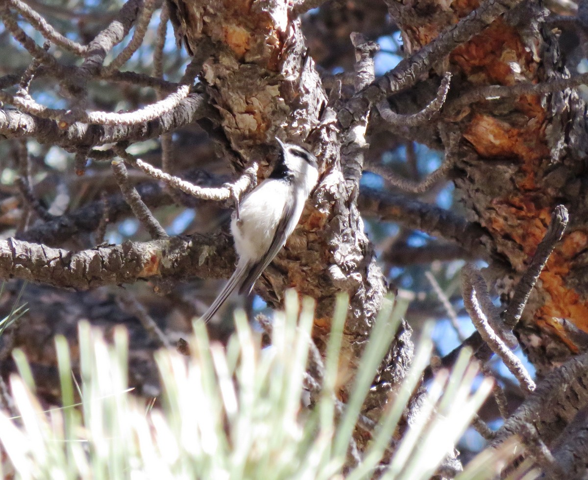 Mountain Chickadee - ML90538421