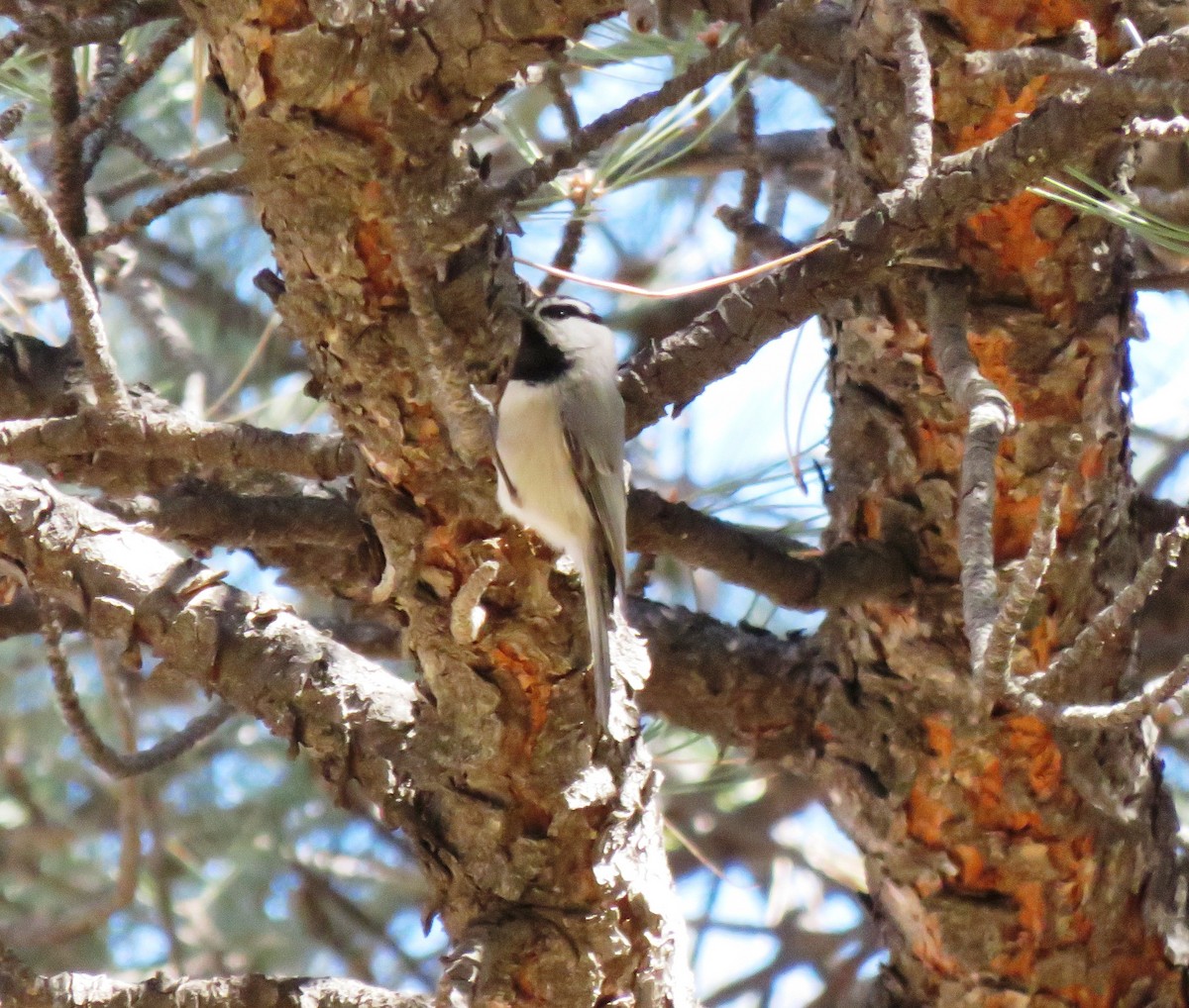 Mountain Chickadee - ML90538431