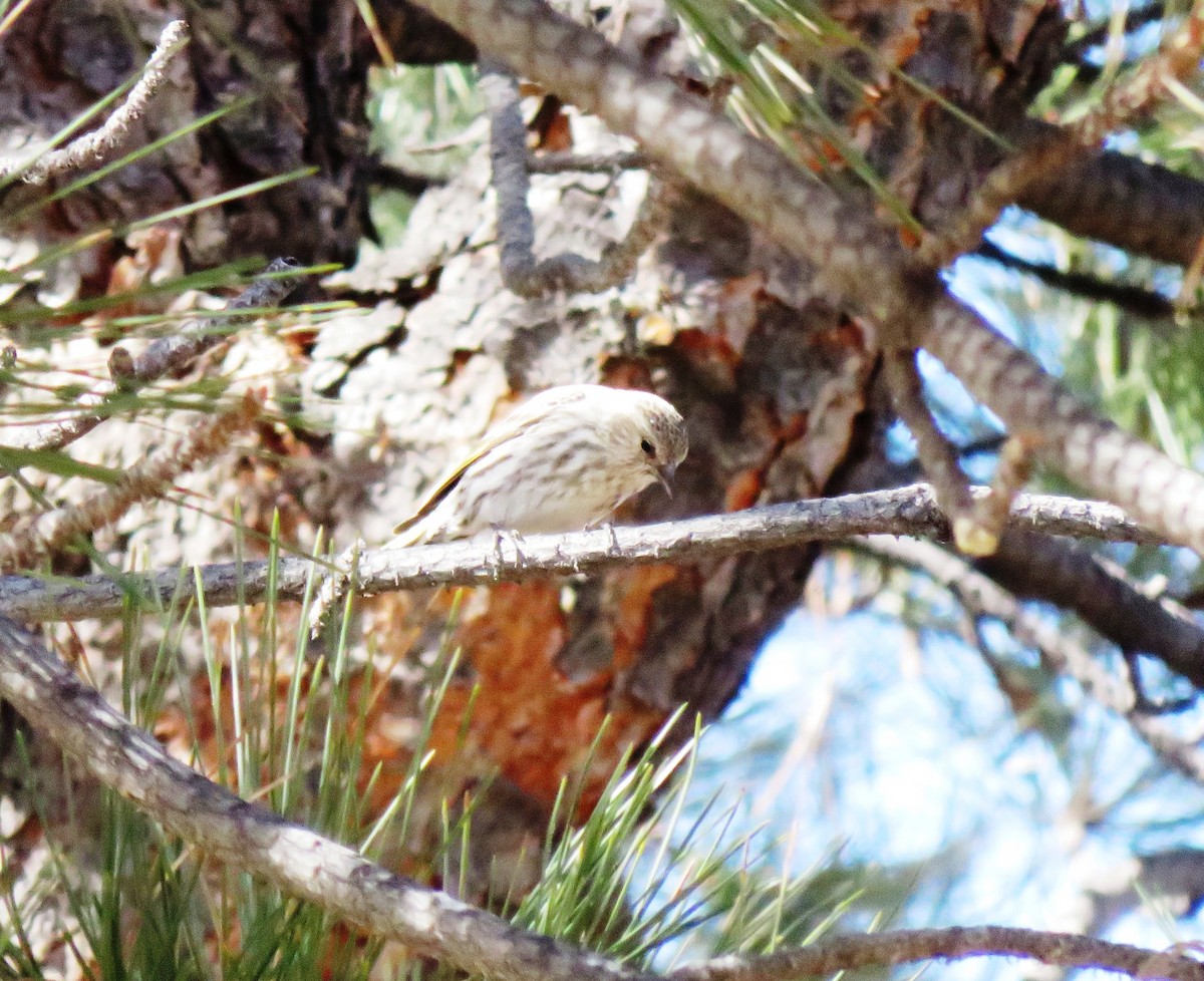 Pine Siskin - ML90538821