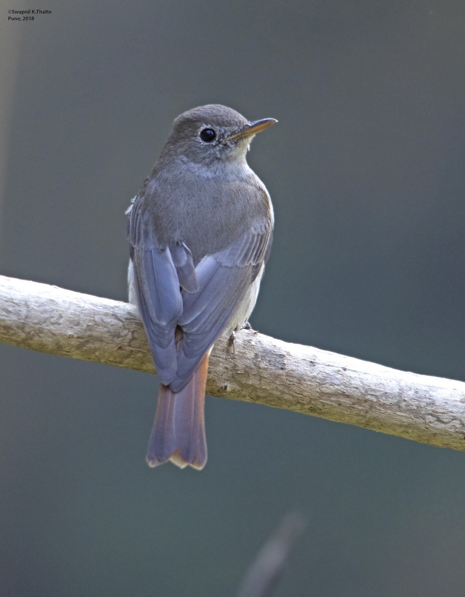 Rusty-tailed Flycatcher - Swapnil Thatte