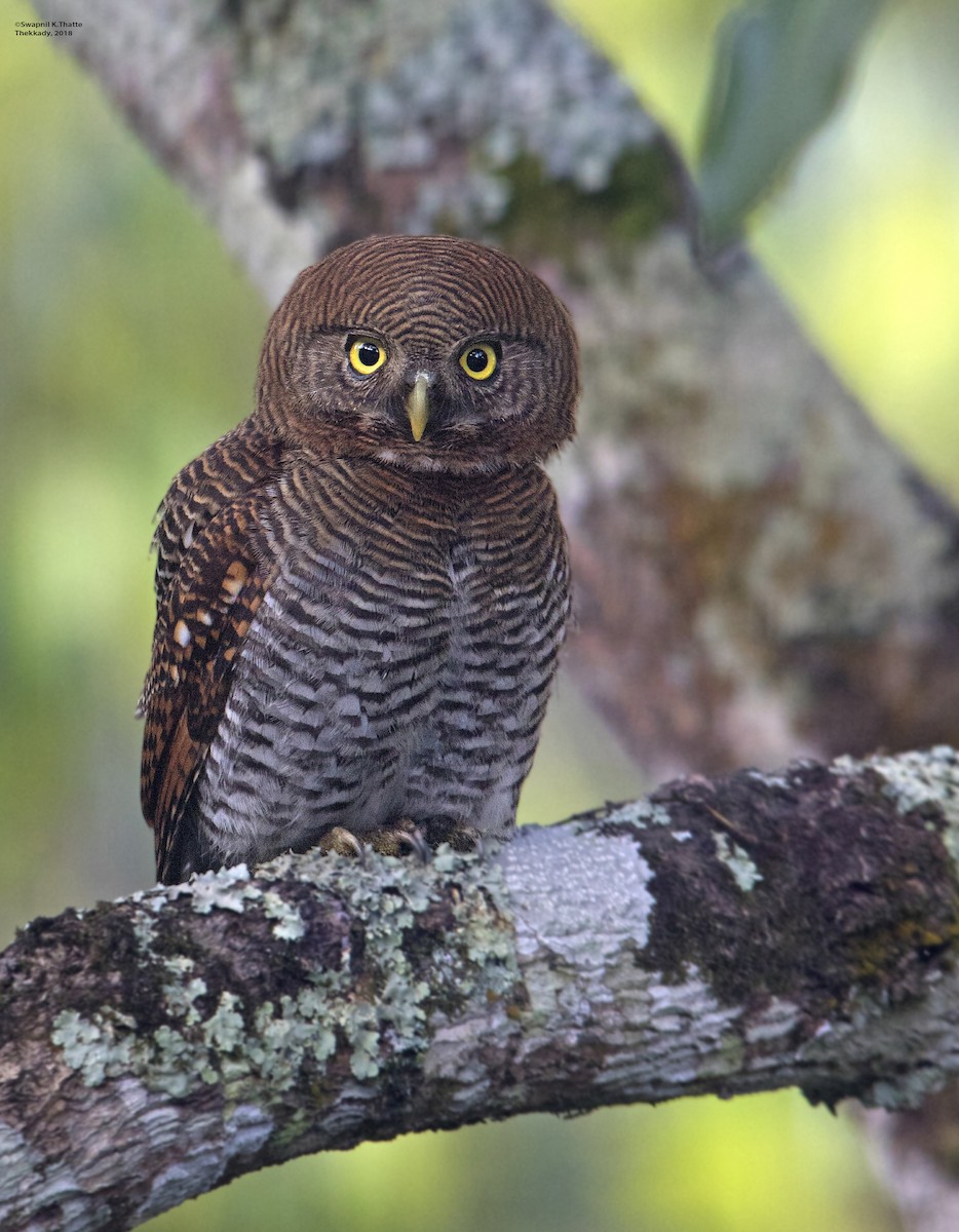 Jungle Owlet - ML90540981