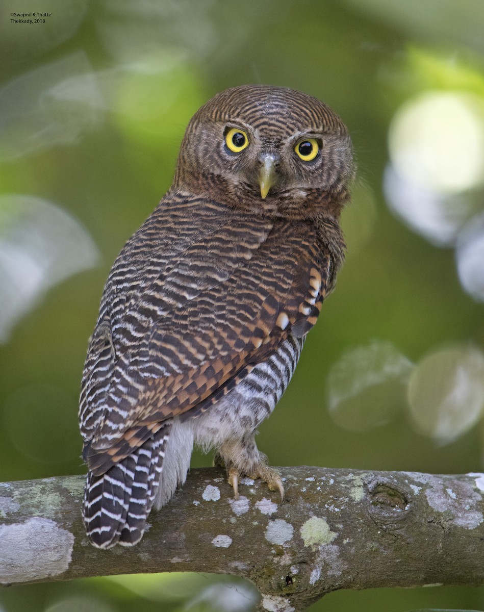 Jungle Owlet - Swapnil Thatte