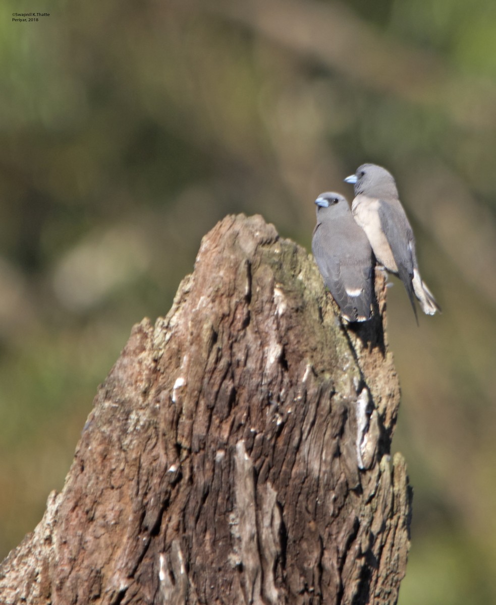 Ashy Woodswallow - ML90541281