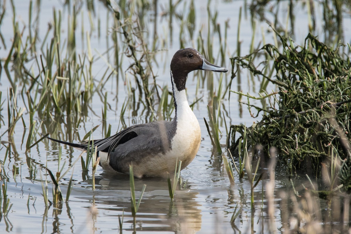 Northern Pintail - Jim Dehnert