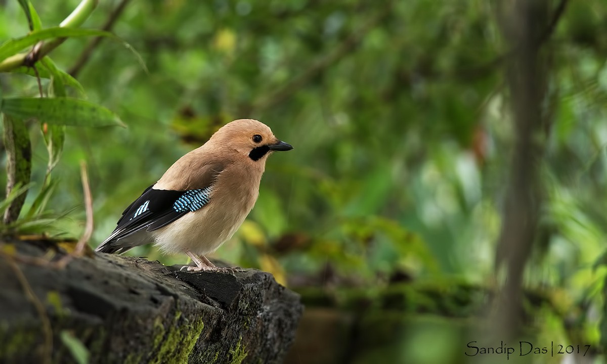 Eurasian Jay - Sandip Das