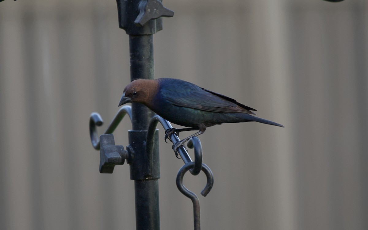 Brown-headed Cowbird - ML90543251