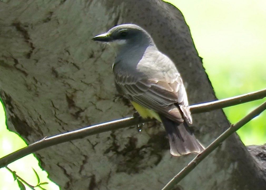 Cassin's Kingbird - ML90543581