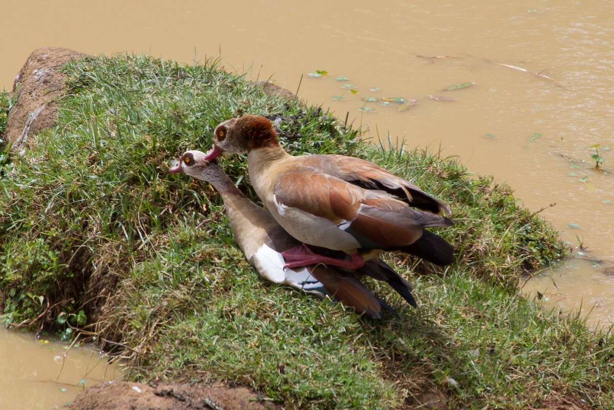 Egyptian Goose - ML90544491